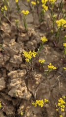 Lepidium jaredii jaredii