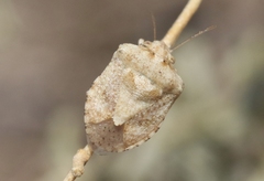 Tepa