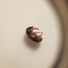 Toxonotus