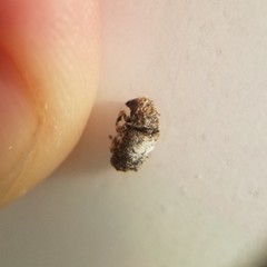 Toxonotus