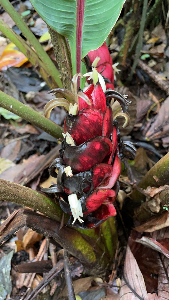 Heliconia reticulata