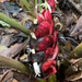 Heliconia reticulata - Photo (c) docsharpe, some rights reserved (CC BY-NC), uploaded by docsharpe