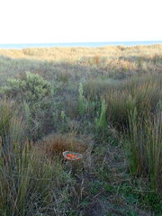 Carex testacea