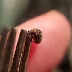 Toxonotus
