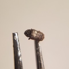 Toxonotus