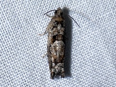 Pseudexentera hodsoni