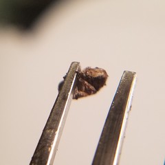 Toxonotus