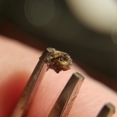 Toxonotus