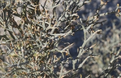 Psorothamnus spinosus