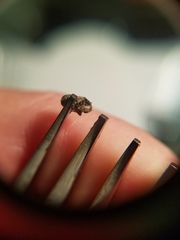 Toxonotus