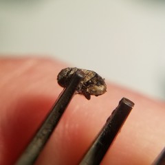 Toxonotus