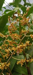 Orchidaceae