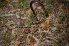 Cacophis harriettae