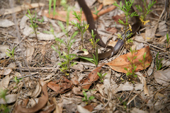 Cacophis harriettae