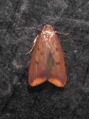 Tachystola acroxantha