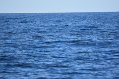 Melanitta perspicillata