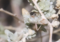 Phytocoris geniculatus