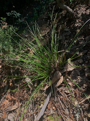 Carex multicaulis