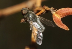 Aphoebantus mus