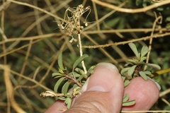 Cleomella palmeri