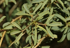 Cleomella palmeri