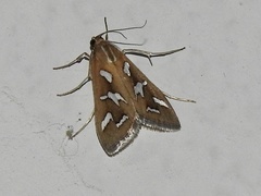 Diastictis