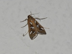 Diastictis