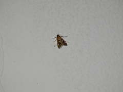 Diastictis
