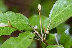 Croton cascarilloides