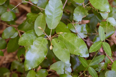 Croton cascarilloides