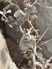 Atriplex confertifolia