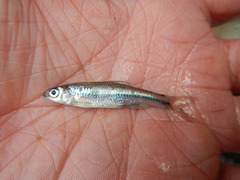 Notropis volucellus