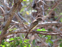 Myiarchus stolidus