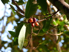 Ficus drupacea