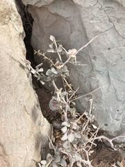 Atriplex confertifolia