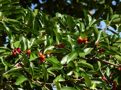Ficus drupacea