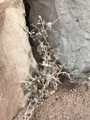 Atriplex confertifolia