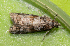 Harmologa