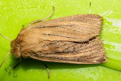 Ichneutica lissoxyla