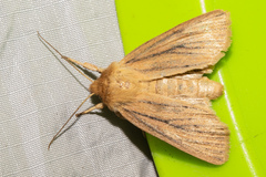 Ichneutica lissoxyla