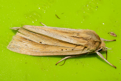 Ichneutica sulcana
