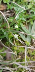 Sagina decumbens