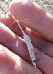 Neolasioptera willistoni