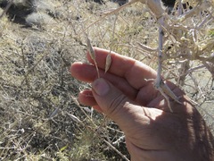 Neolasioptera willistoni