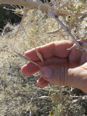 Neolasioptera willistoni