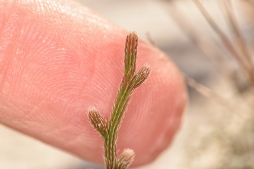 Selaginella arenicola ssp. arenicola
