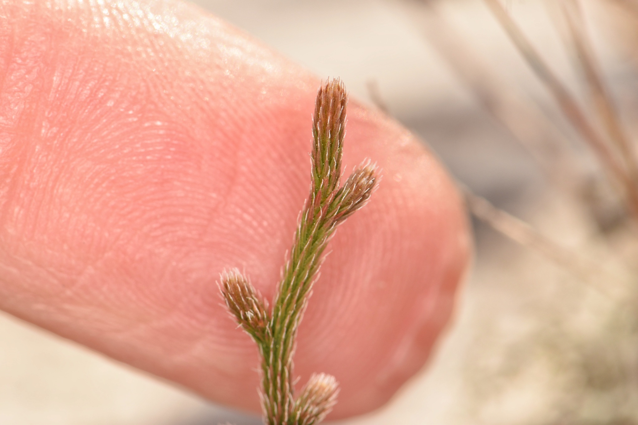 Selaginella arenicola ssp. arenicola