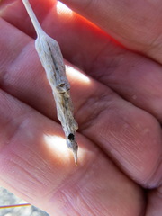 Neolasioptera willistoni