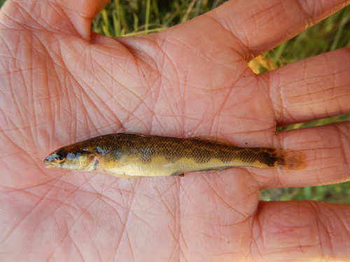Dusky darter (Percina sciera) — Percidae — 5