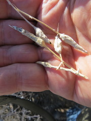 Neolasioptera willistoni